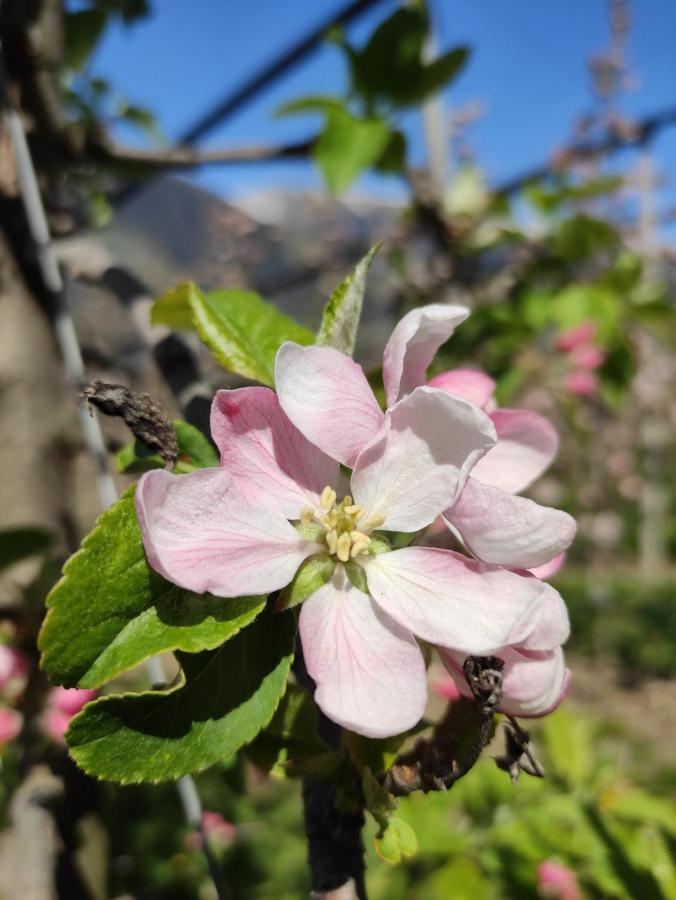 Pruensterhof Schenna Daire Dış mekan fotoğraf