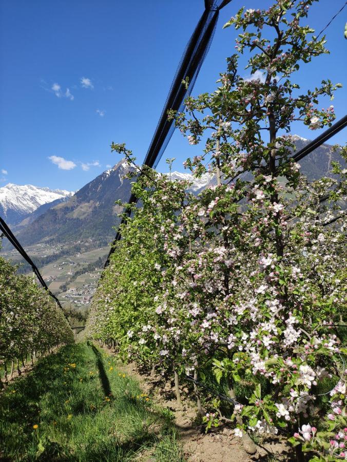 Pruensterhof Schenna Daire Dış mekan fotoğraf