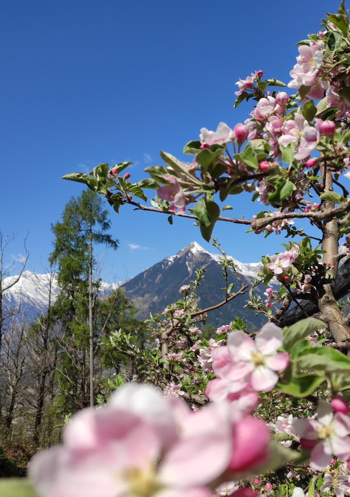 Pruensterhof Schenna Daire Dış mekan fotoğraf