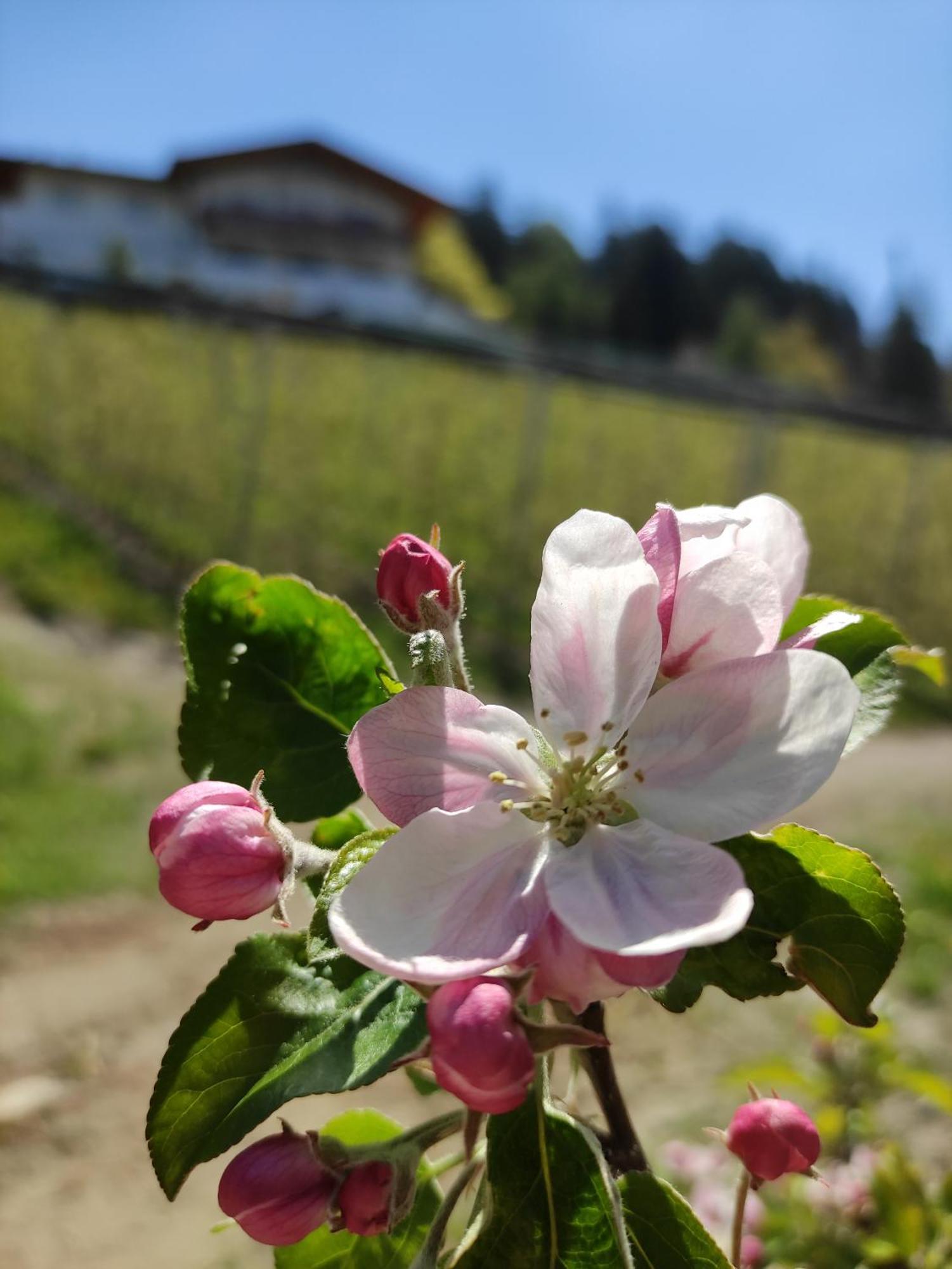 Pruensterhof Schenna Daire Dış mekan fotoğraf